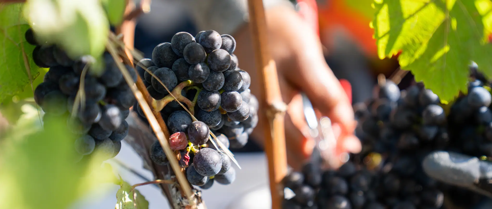 Vineyard worker holding clippers about to cut a bunch of red grapes.