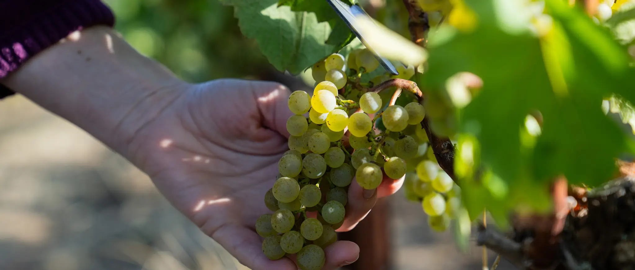 hand picking green grapes in a vineyard.