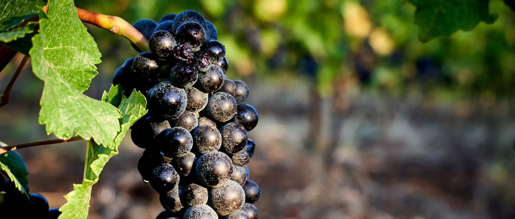 Shiny red grapes hanging in the vineyard.