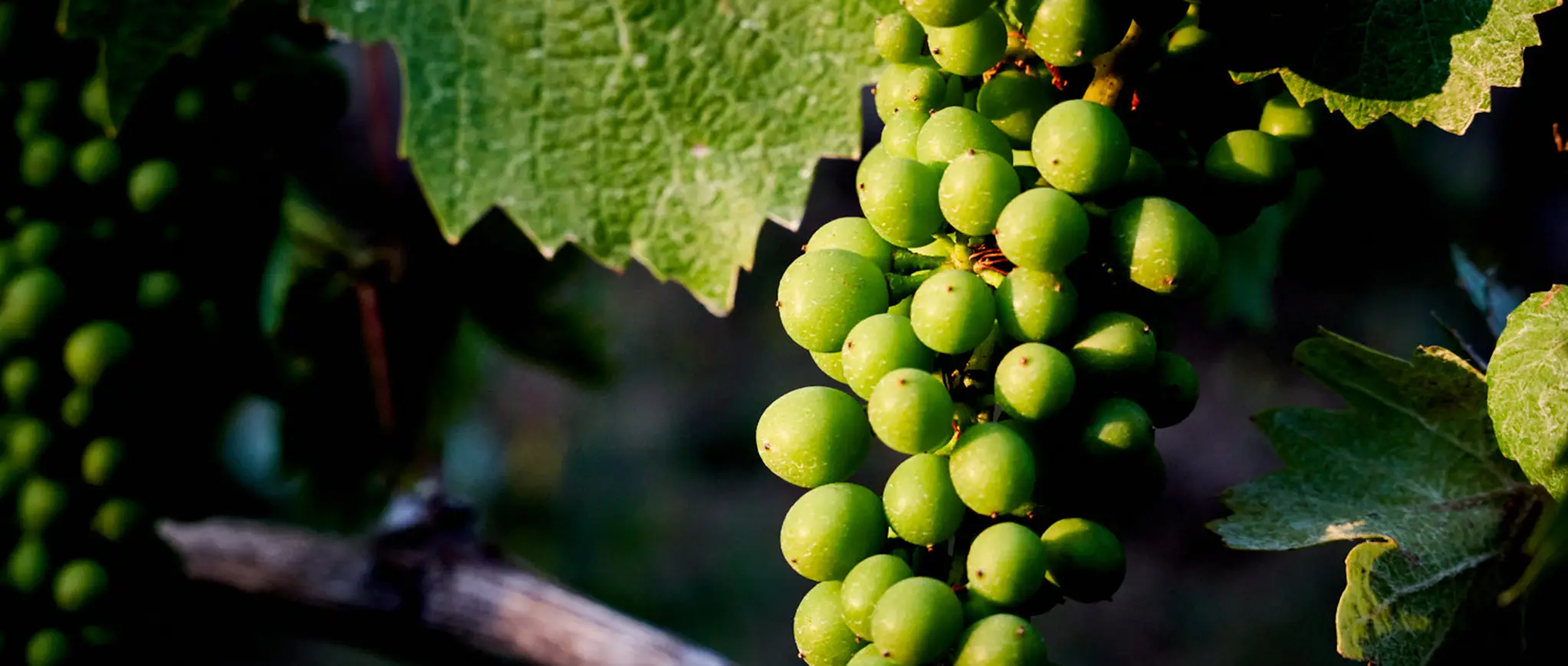 Vineyard image of grapes ripening on the vine.