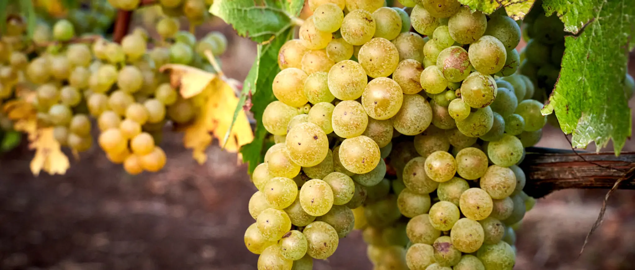 Golden grapes hanging of the vine.