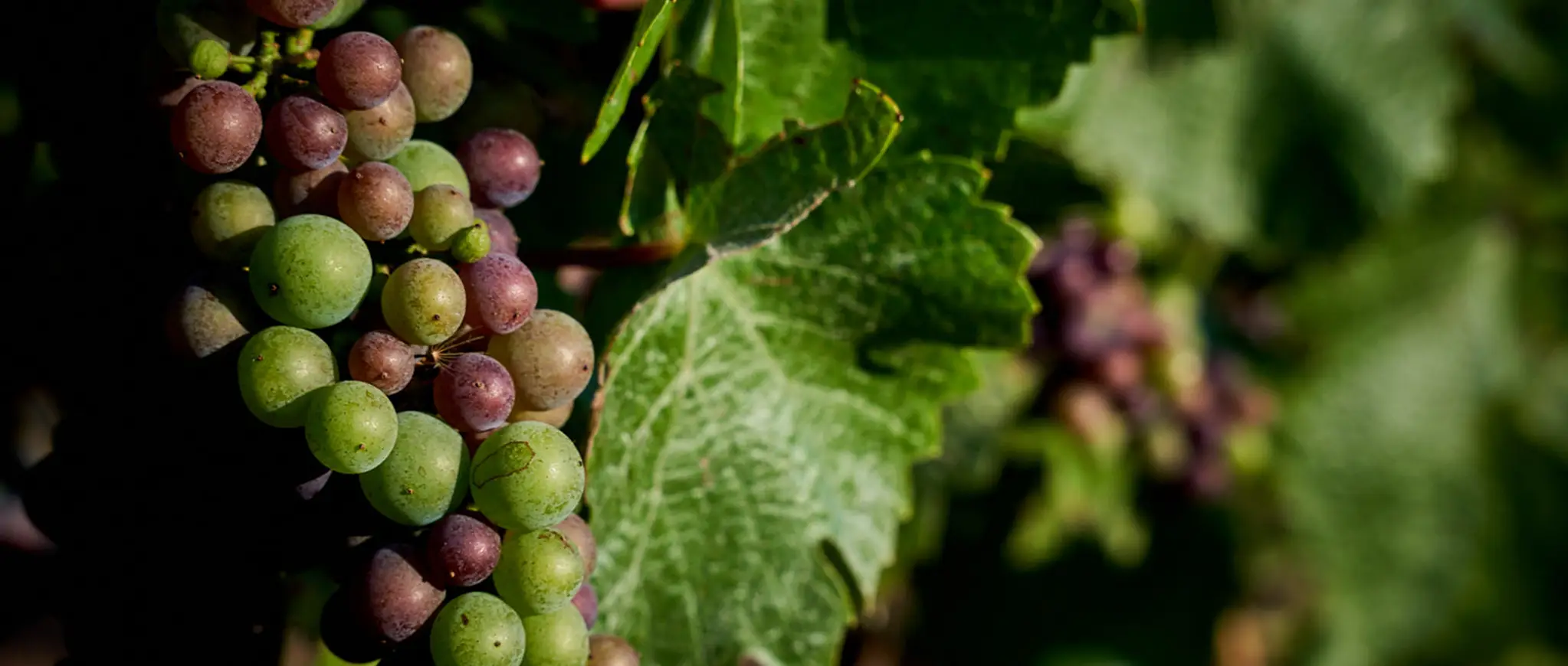 grapes ripening on the vine at Rex Hill Vineyards.