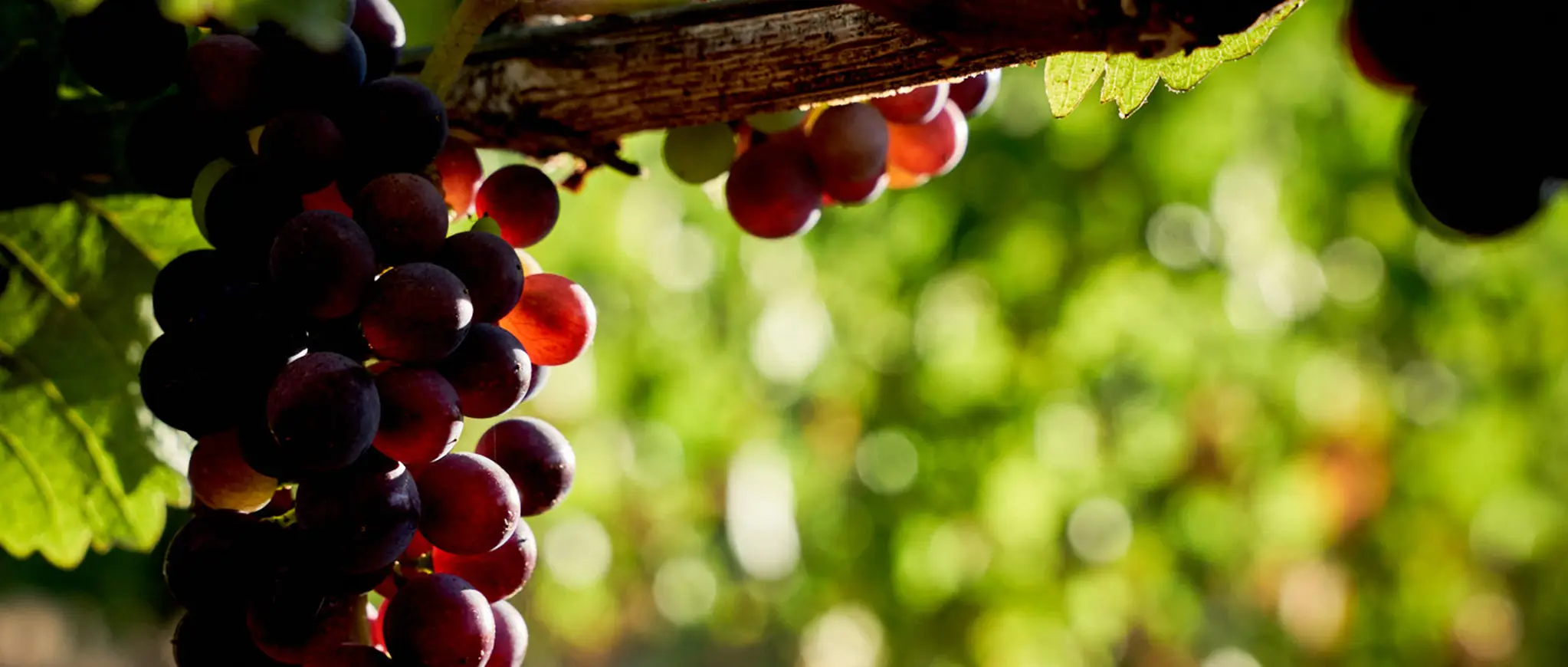 Beautiful red grapes hanging off the vine at Rex Hill Vineyards.