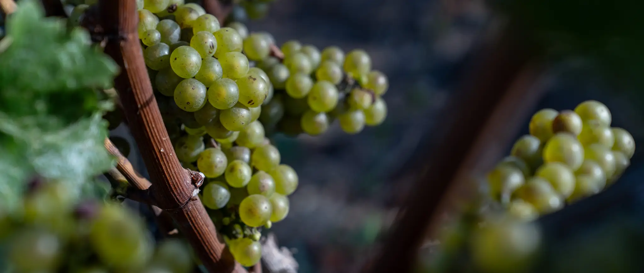 Green grapes hanging off the vine at Rex Hill vineyards.