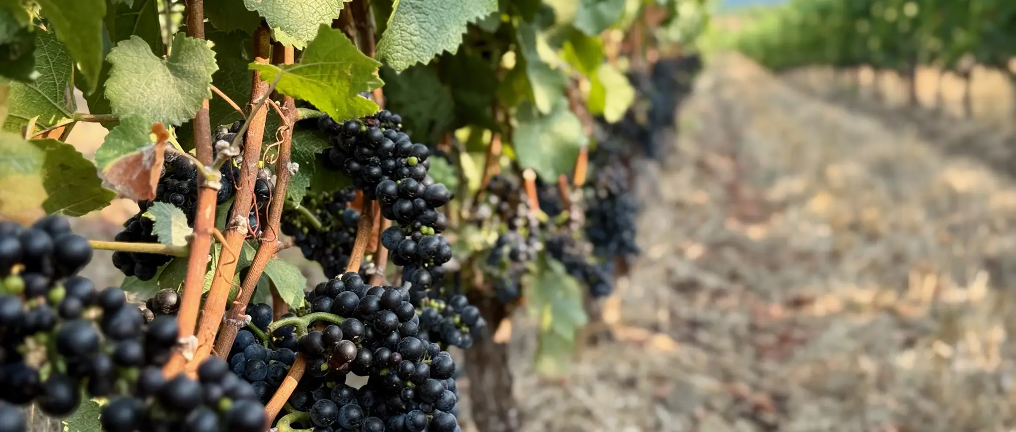 Ripe red grapes hanging off the vine at Rexhill vineyards.