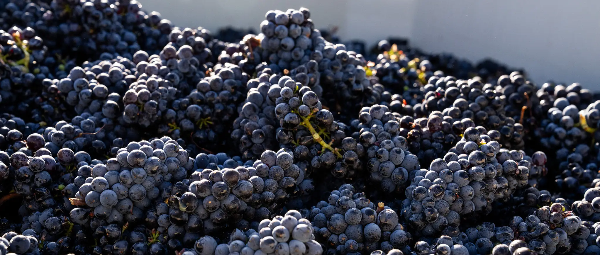 Red grapes in a metal bin.