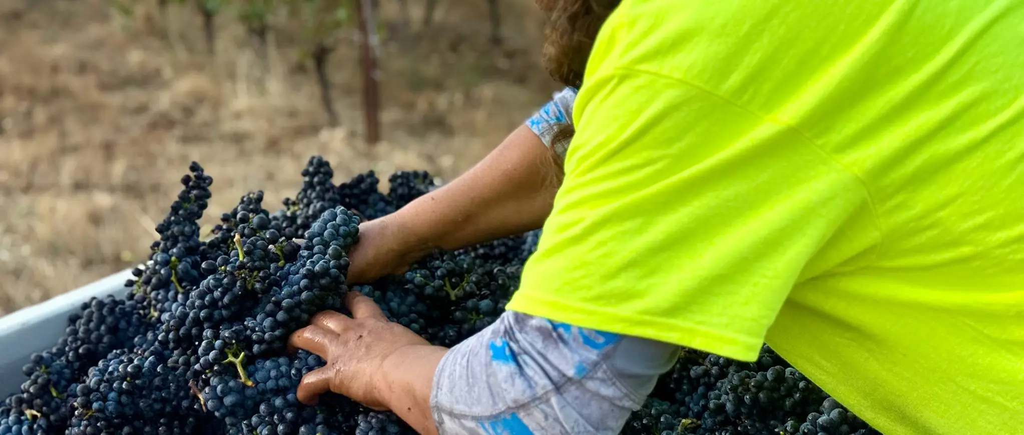 Vineyard worker in a neon green T-shirt harvesting grapes.
