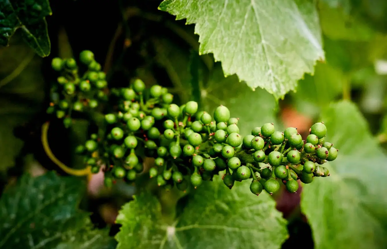 Berries setting on the vine at Rex Hill vineyard.