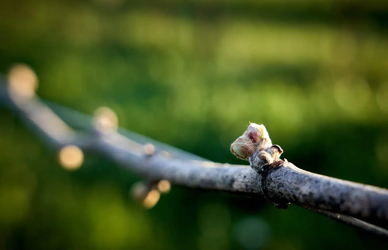 Grapevines during budbreak.