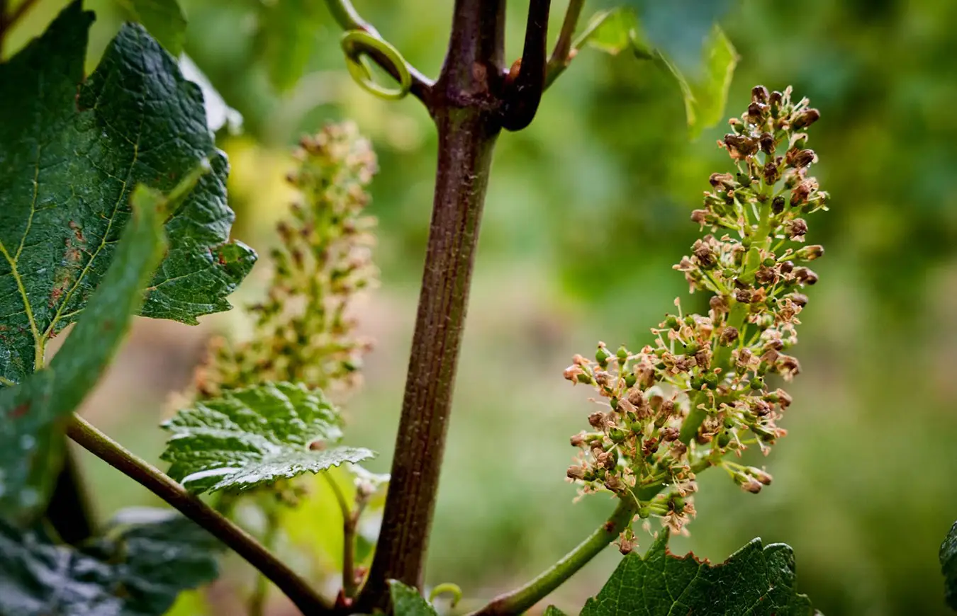 Grapevines flowering.