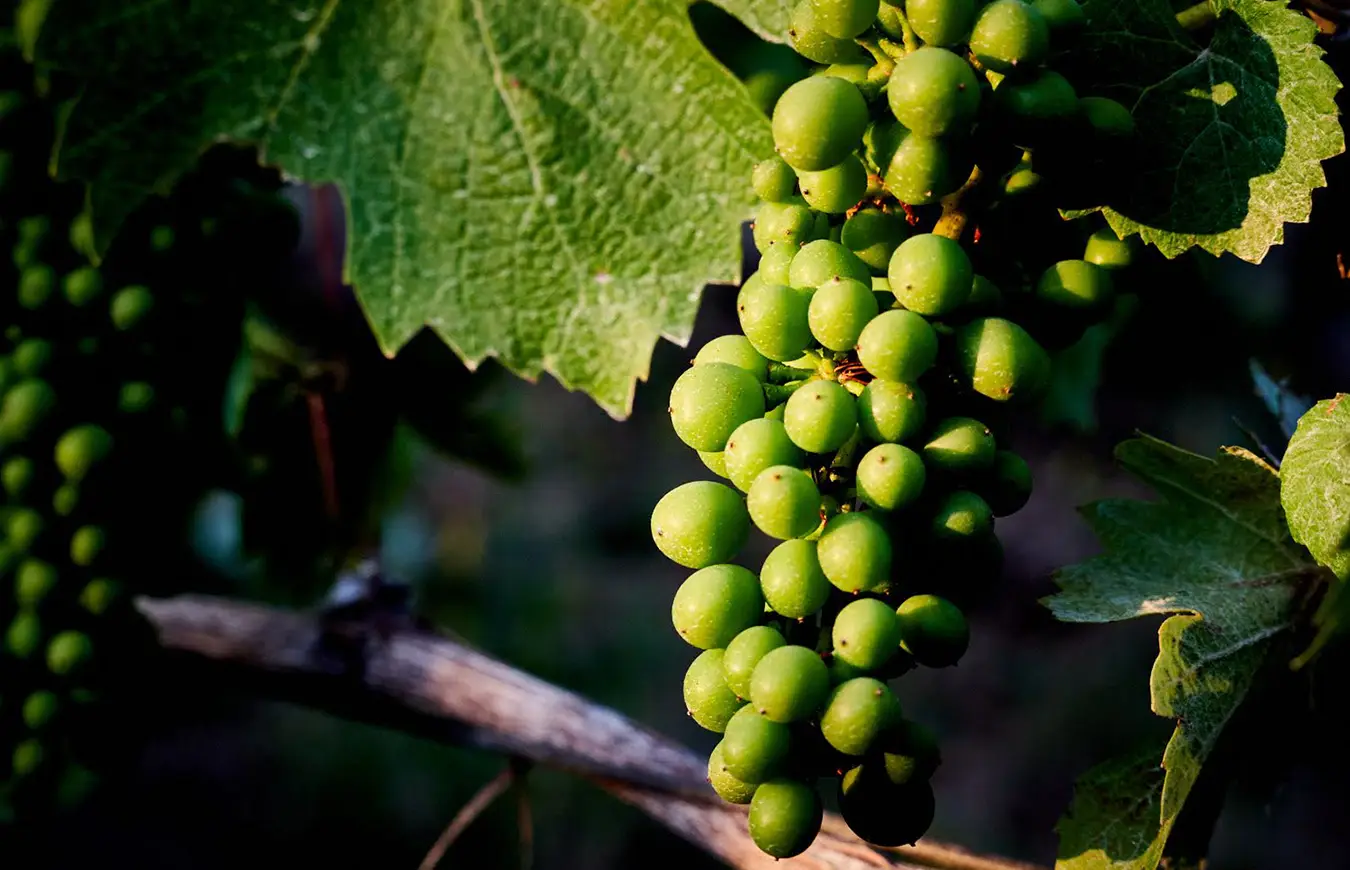grape vines lag phase.