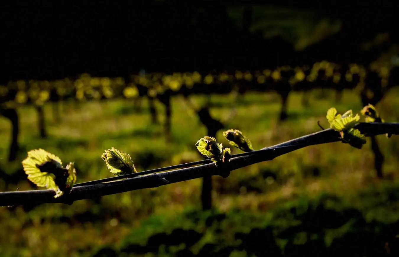 Young leaves growing on a grape vine.