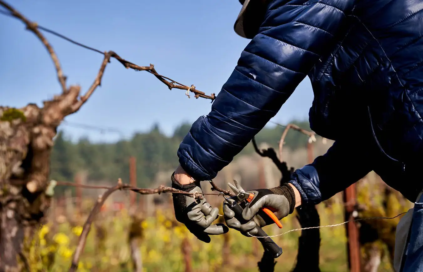 Vineyard worker pruning grapes vines.