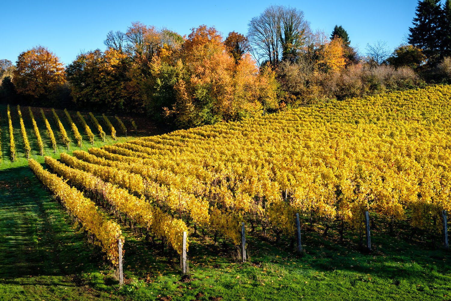 Rexhill Vineyards in the fall.