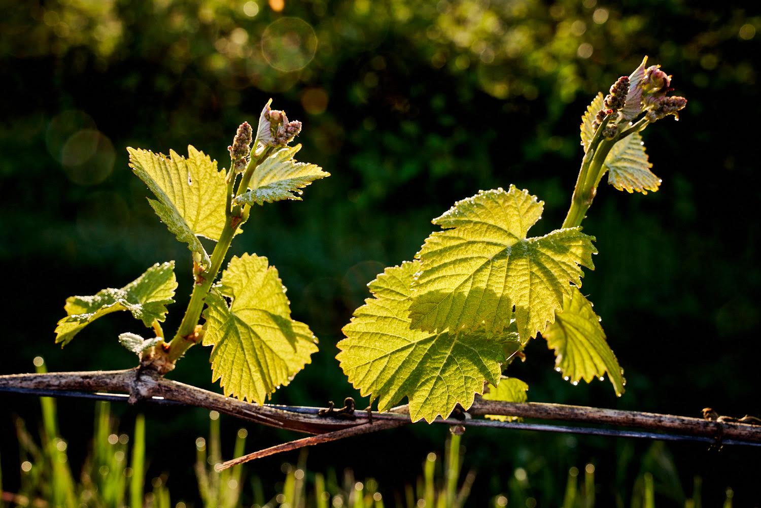 Trellising in the vineyard.