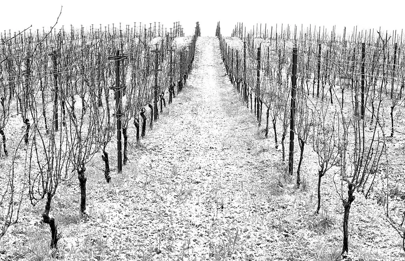 sketch of a dormant vineyard.