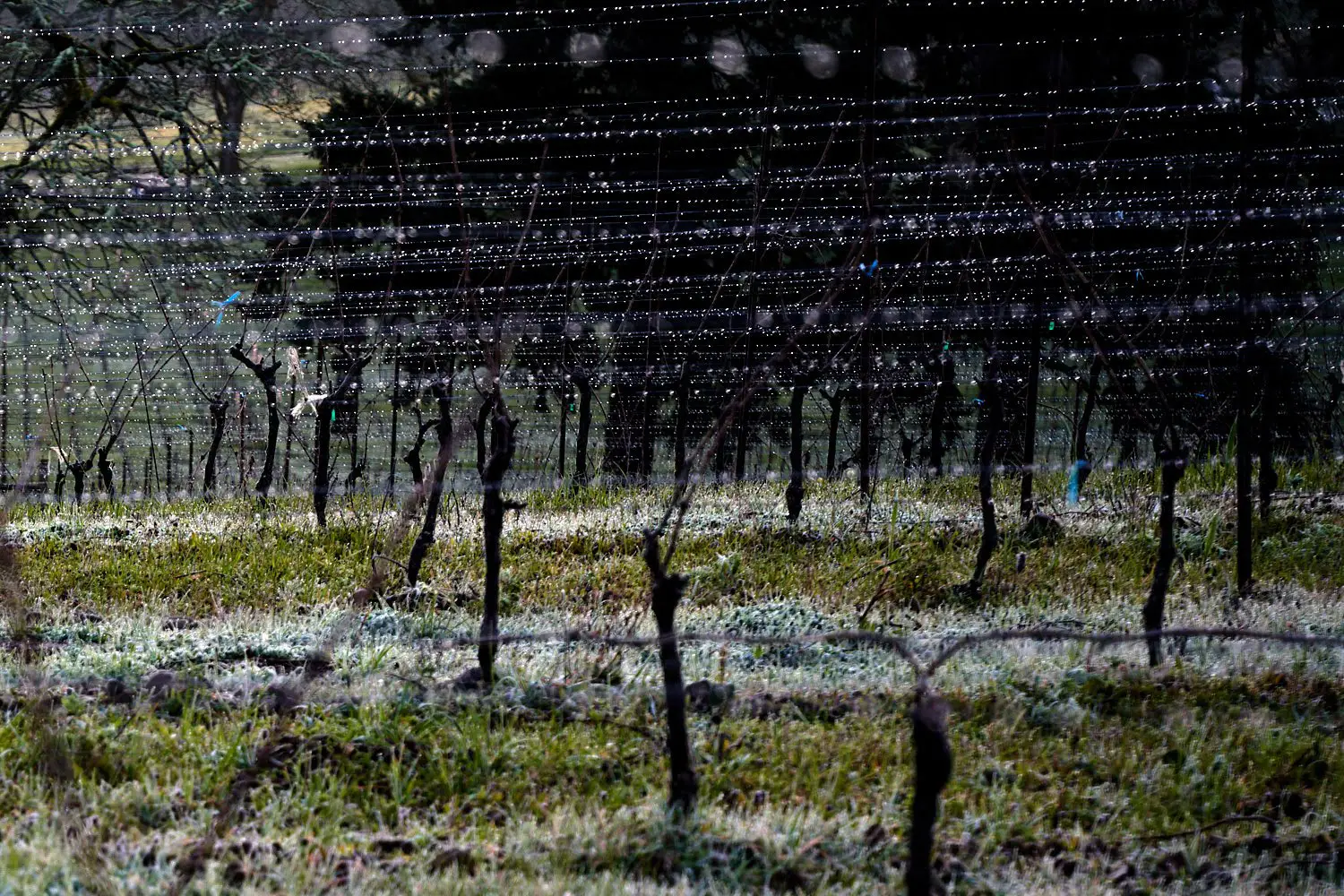 Rex Hill vineyards in the winter.