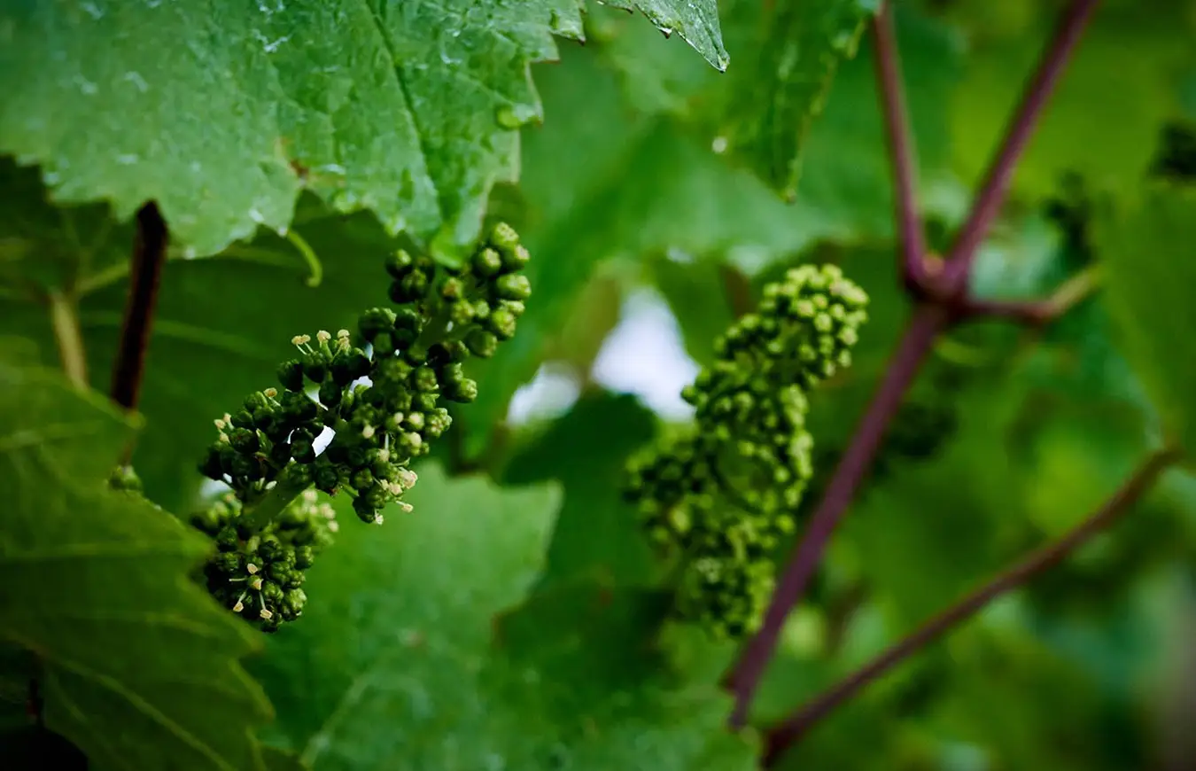 Cluster Inflorescence.