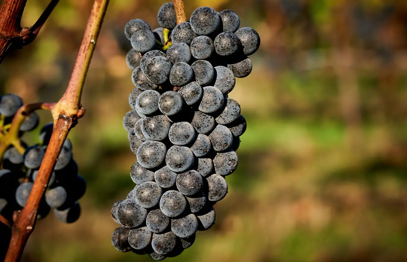 A bunch of red grapes hanging on the vine.