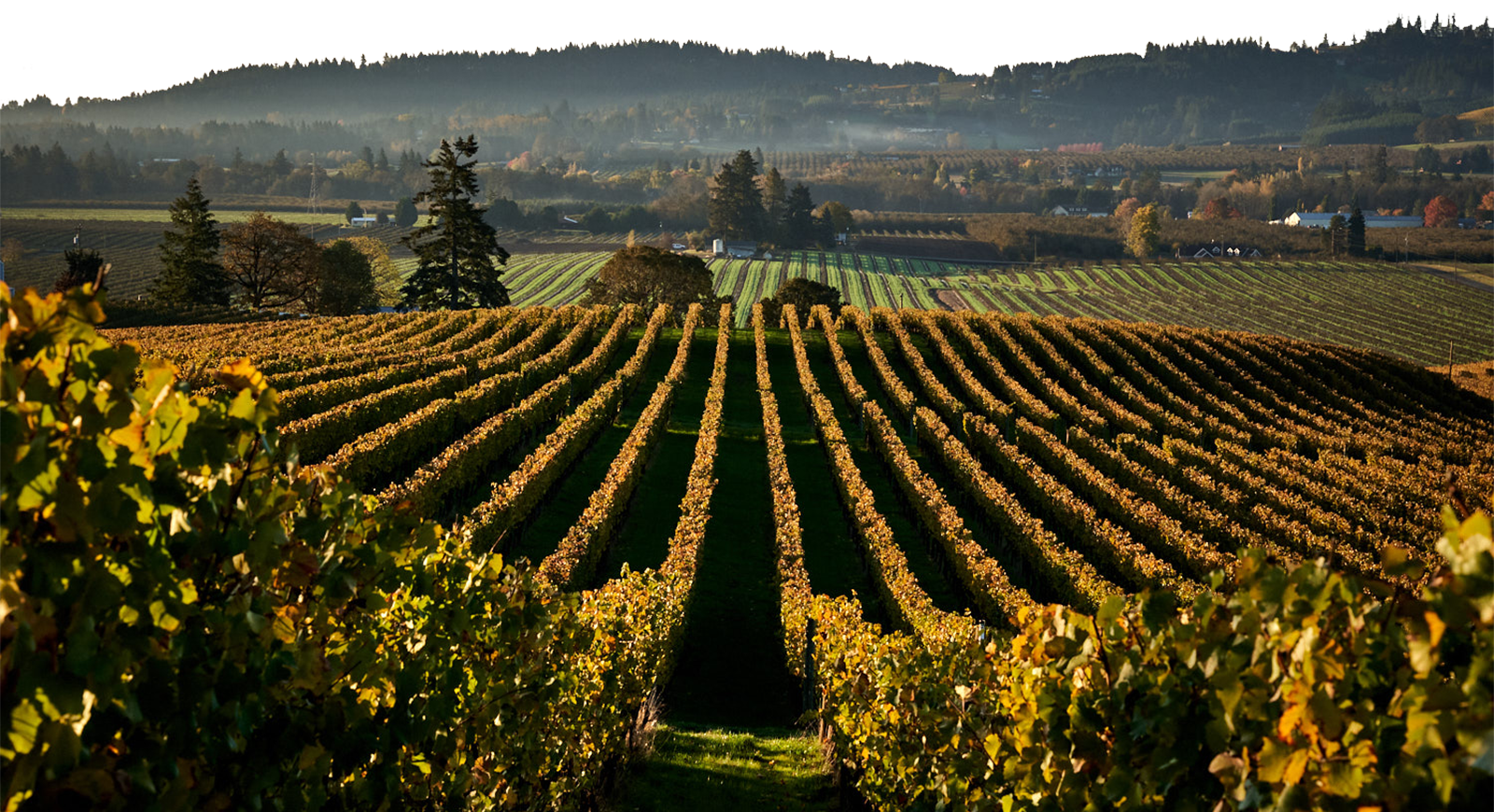 Rex Hills Jacob-Hart Vineyard transparent top.