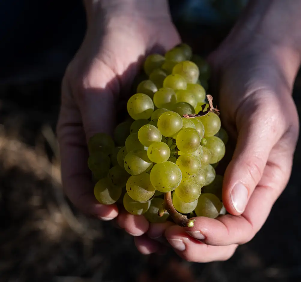 two hands cupped holding a bunch of green grapes.