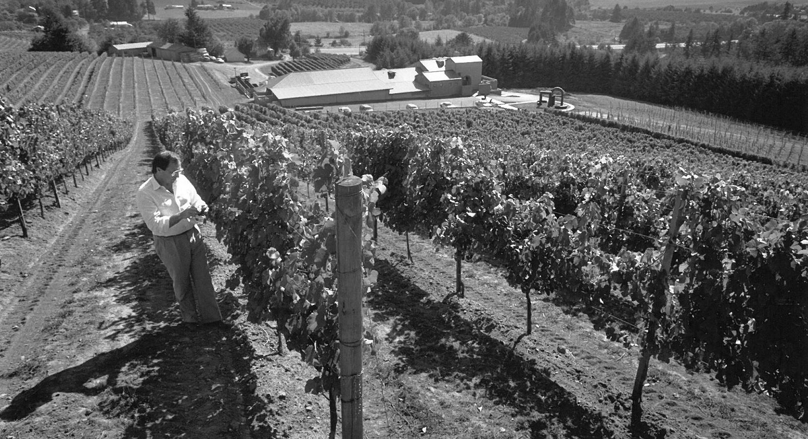 Black and white image of Rex Hill vineyards in the earlier days.