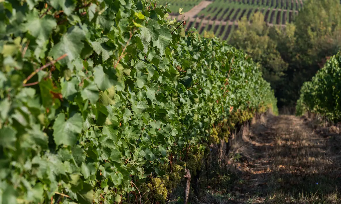 Lush green vineyards on a sunny day.