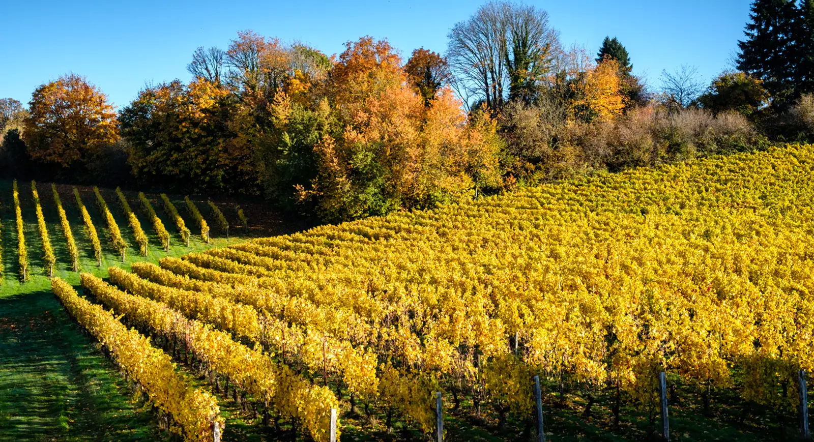 REX HILL Estate Vineyard in the fall, the vine leaves are a golden yellow.
