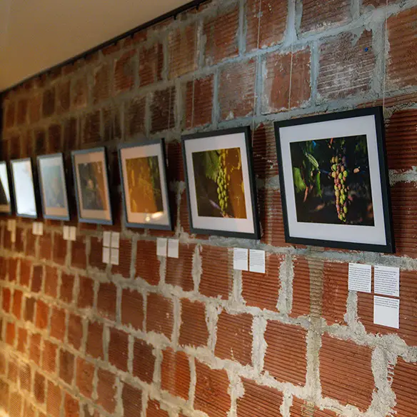 Vine Phase Series at Rex Hill by Adrian Chitty.