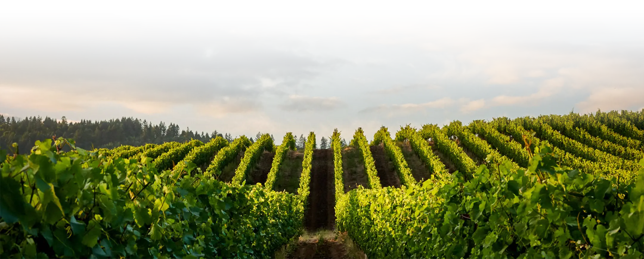 Landscape vineyard image with cloudy skies above.