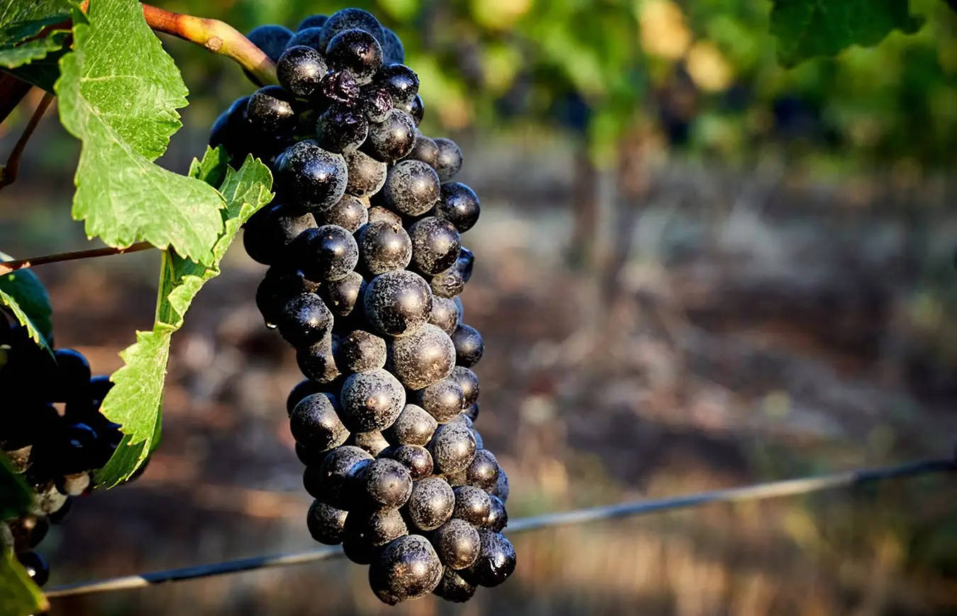 red grapes on the vine.