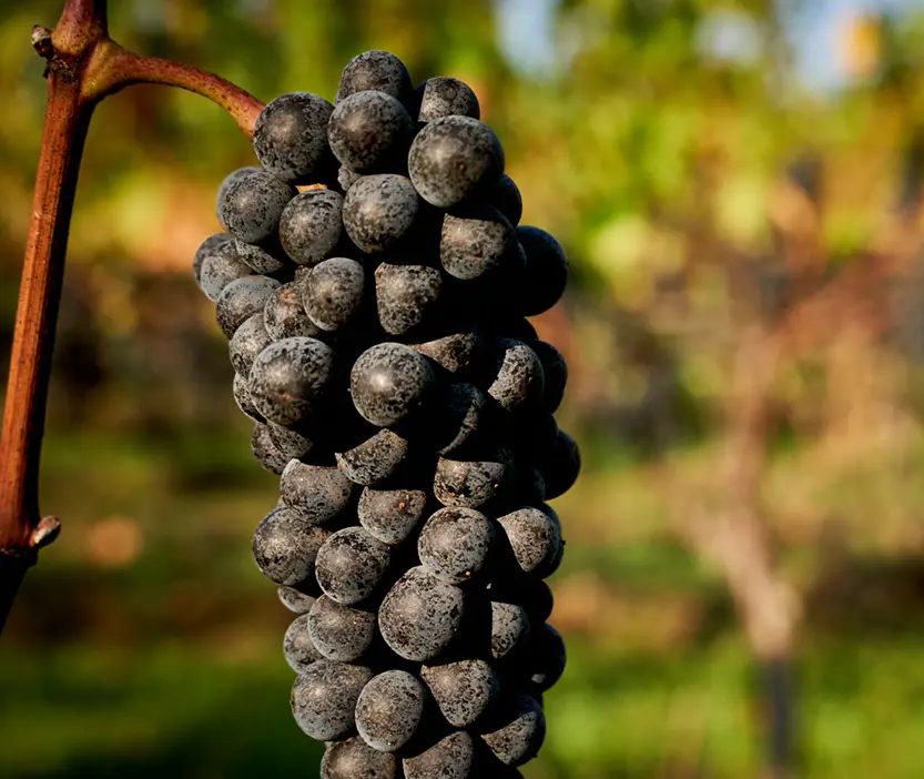 Beautiful ripe red grapes hanging on the vine at Rex Hill vineyards.