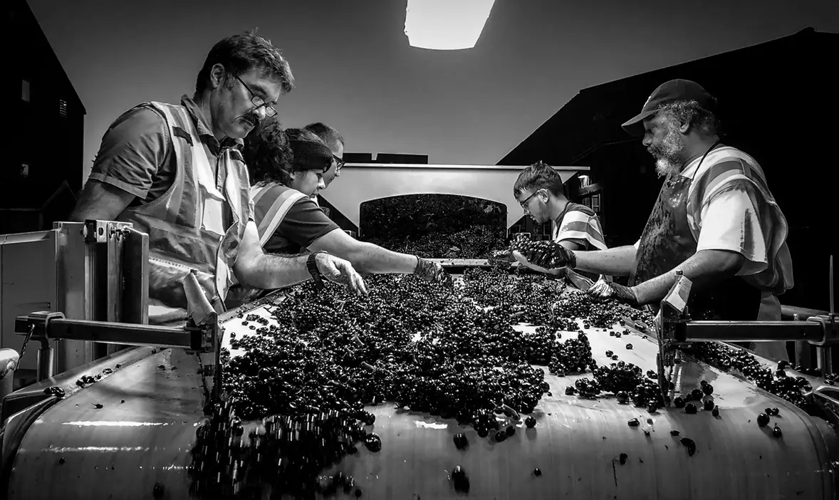vineyard workers at Rex Hill.